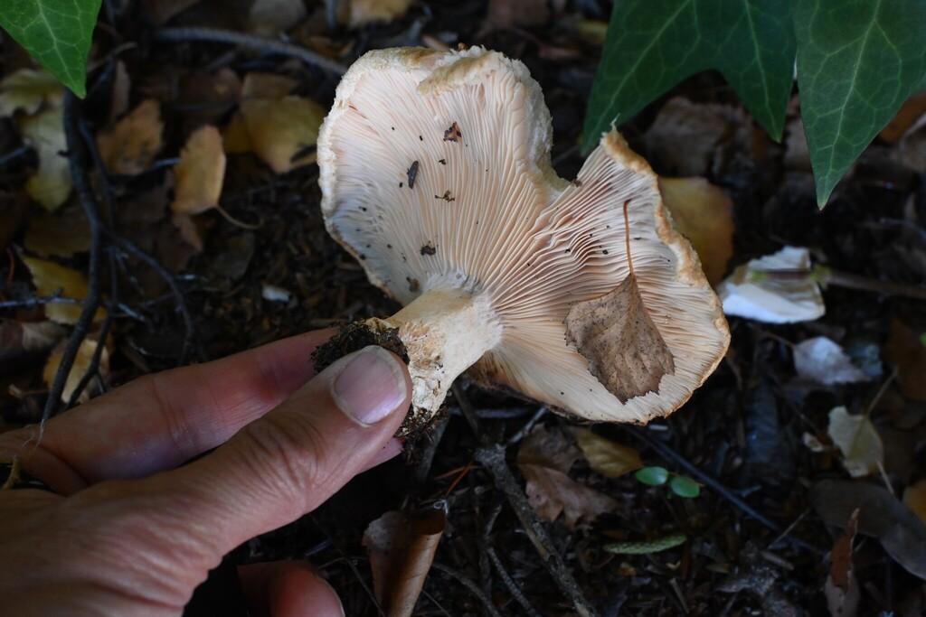 Lactarius pubescens · April 2025 · photo: © jon_sullivan (iNaturalist, cc-by)