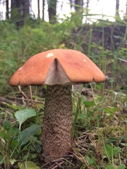 Leccinum insigne