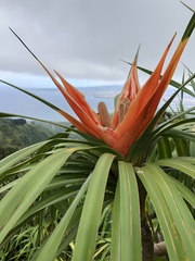 Freycinetia arborea