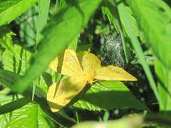 Xanthotype urticaria