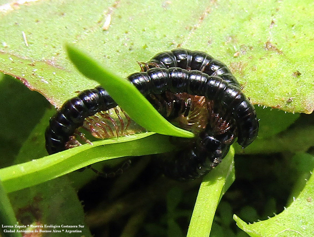 Catharosoma