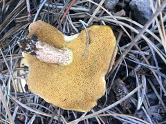 Suillus kaibabensis