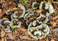 Phellodon niger alboniger