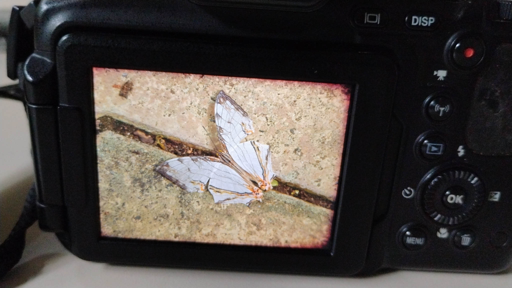 Map Butterfly