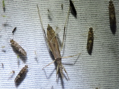 Pygolampis pectoralis