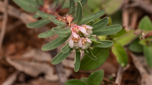 Euphorbia rosea, 2025-05-02