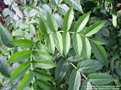 Sambucus australis