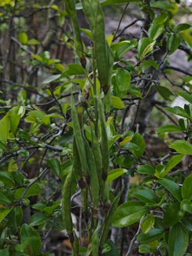 Thermopsis chinensis iNat (2)