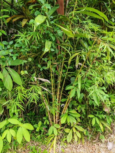 Foto de Salak