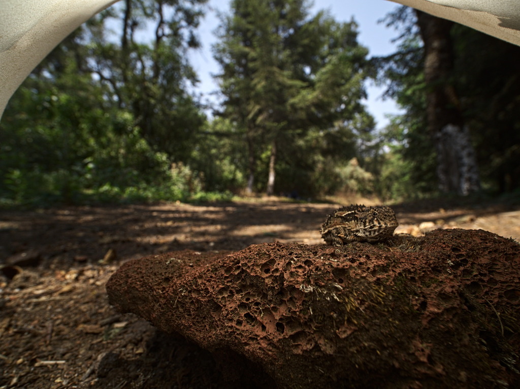Mountain Horned Lizard