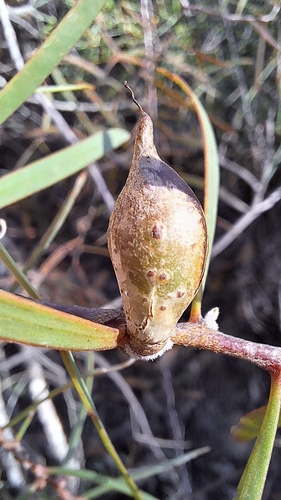 Image of Hakea carinata by no rights reserved