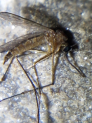Aedes cinereus
