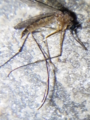 Aedes cinereus