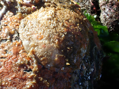 Pododesmus macrochisma