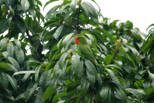 iNaturalist image