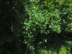 Montanoa frutescens