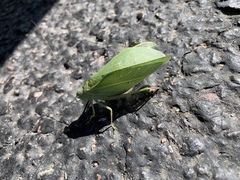 Microcentrum rhombifolium