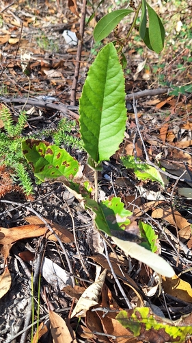 Image of Olearia grandiflora by no rights reserved