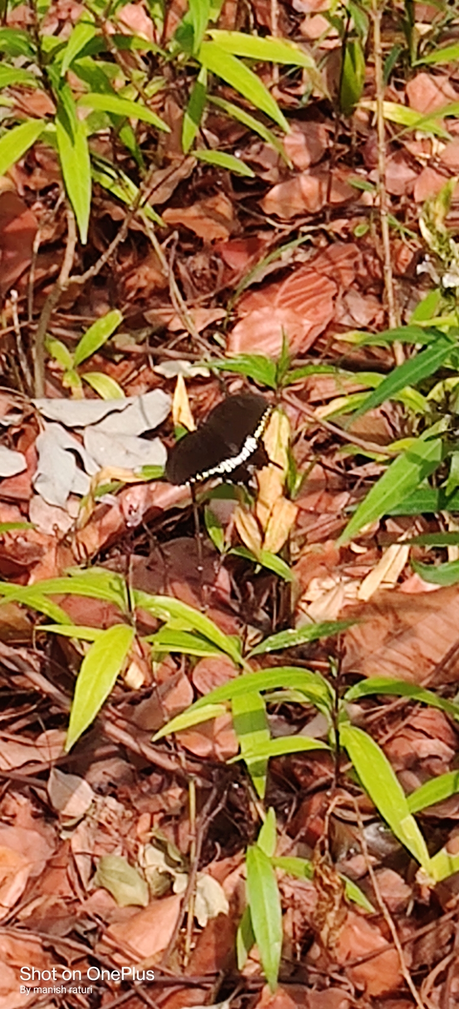 Common Mormon