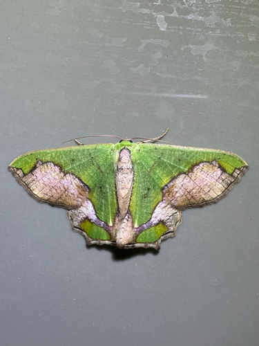 Agathiopsis maculata