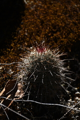 Mammillaria rekoi