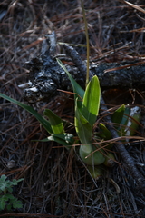 Prosthechea michuacana