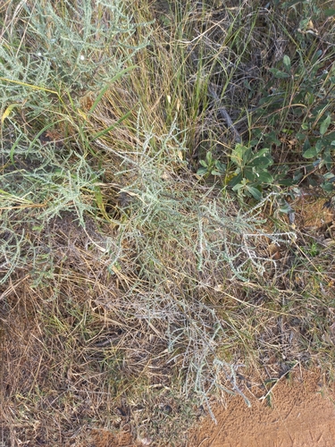 Image of Seriphium vulgare by no rights reserved