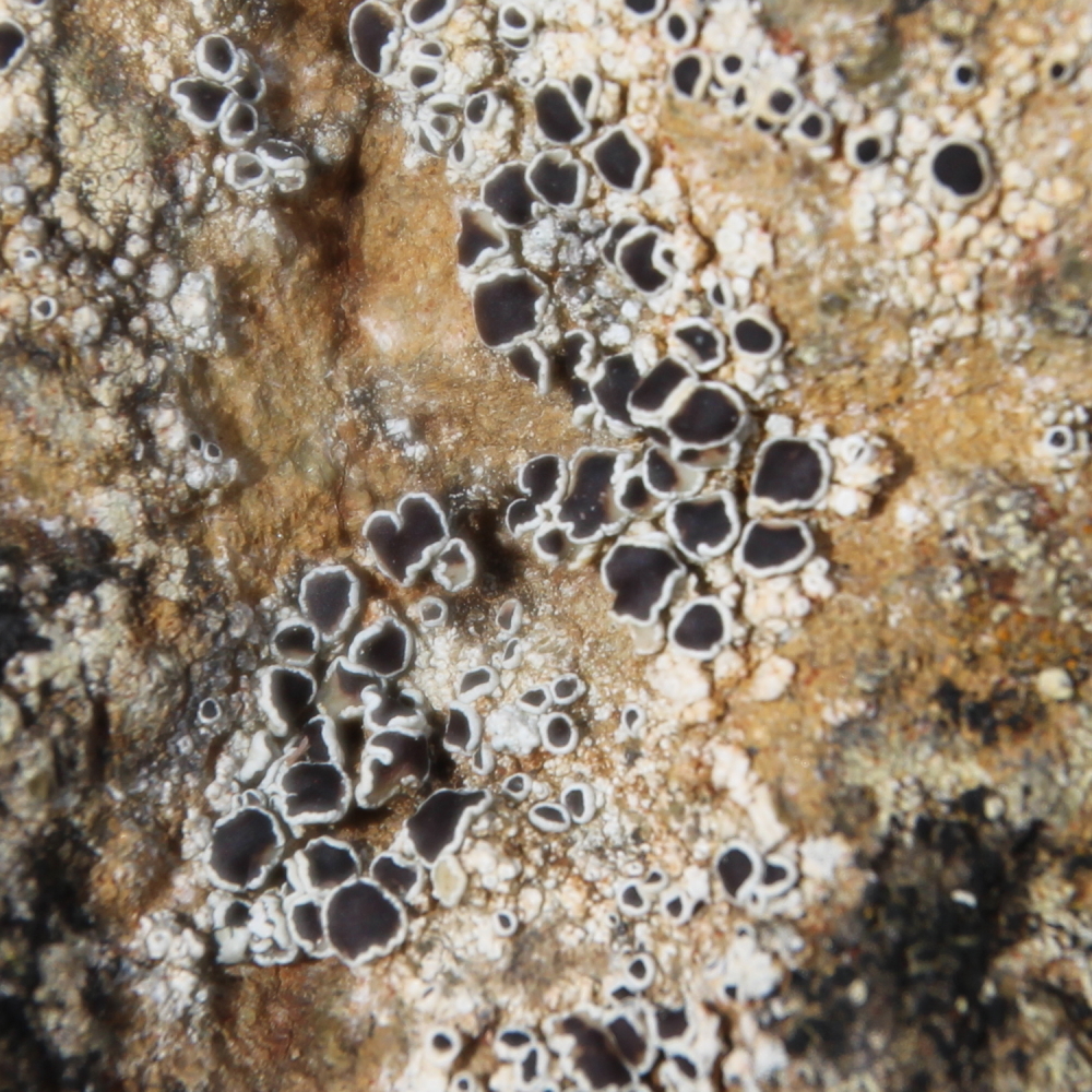 Halecania australis image