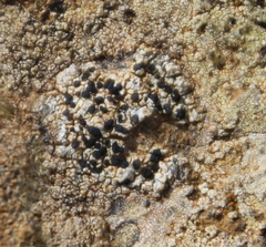 Caliciaceae