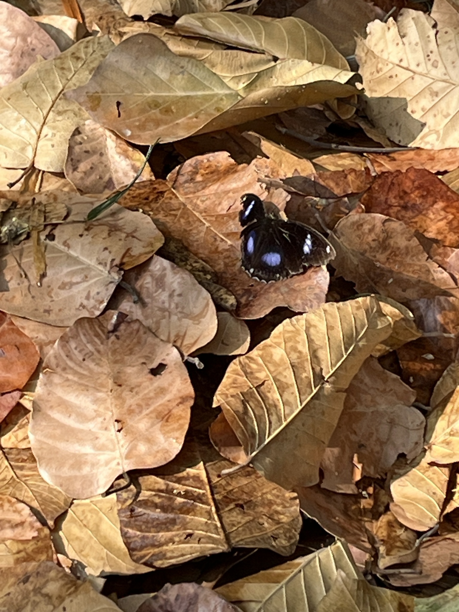 Great Eggfly