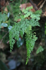 Asplenium dareoides