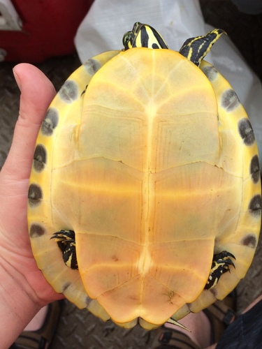 Coastal Plain Cooter