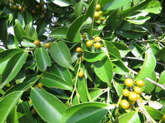 Eugenia brasiliensis