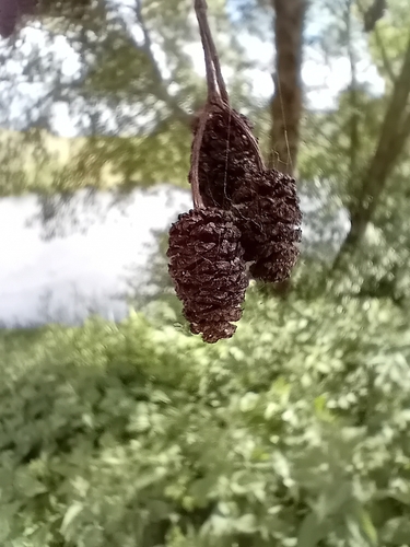 Image of Alnus lusitanica by no rights reserved