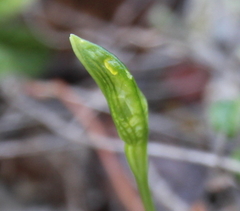 Pterostylis tasmanica