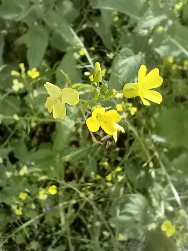 Crested wartycabbage (Bunias erucago)