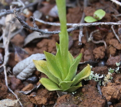 Pterostylis tasmanica