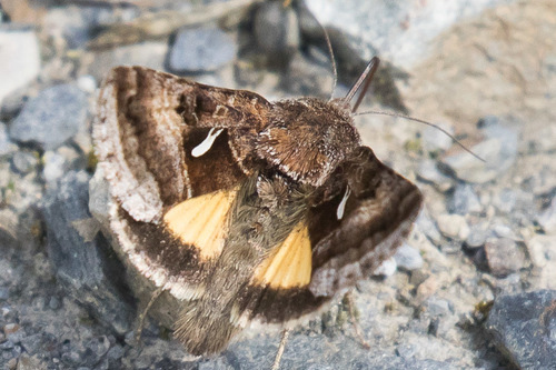 Syngrapha ignea Grote, 1863