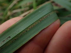 Puccinia chathamica