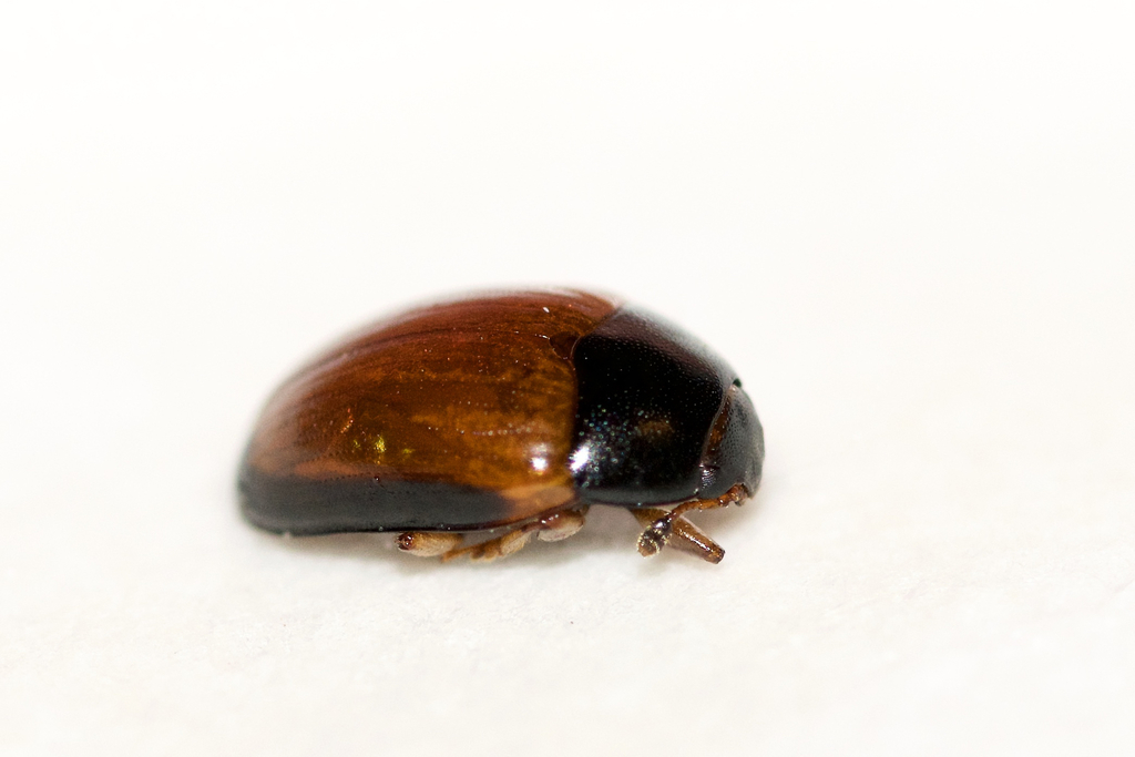Tritoma mimetica