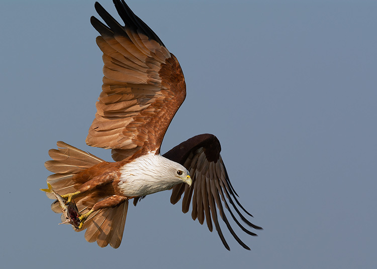 Brahminy Kite photo
