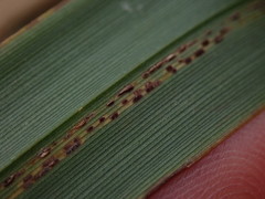 Puccinia chathamica