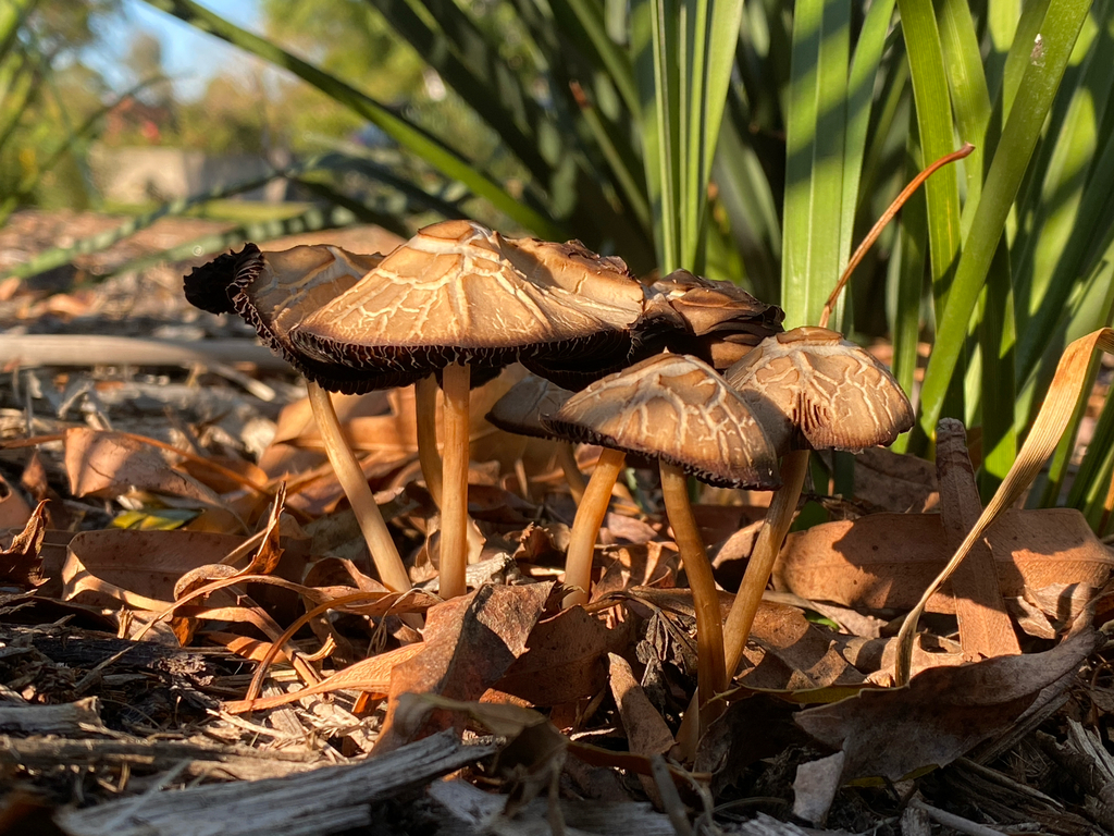 Candolleomyces candolleanus · May 2025 · photo: © emmacutting (iNaturalist, cc-by)