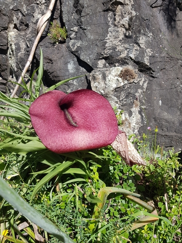 Helicodiceros muscivorus, photograph 2