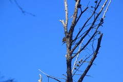 Phylidonyris novaehollandiae