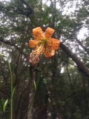 Lilium iridollae