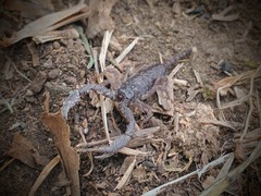 Hormurus