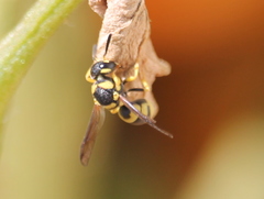 Euodynerus variegatus