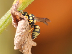 Euodynerus variegatus