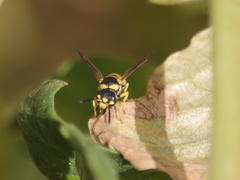Euodynerus variegatus